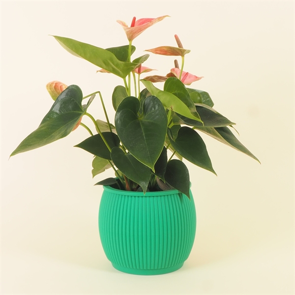 Chubby flowerpot Emerald